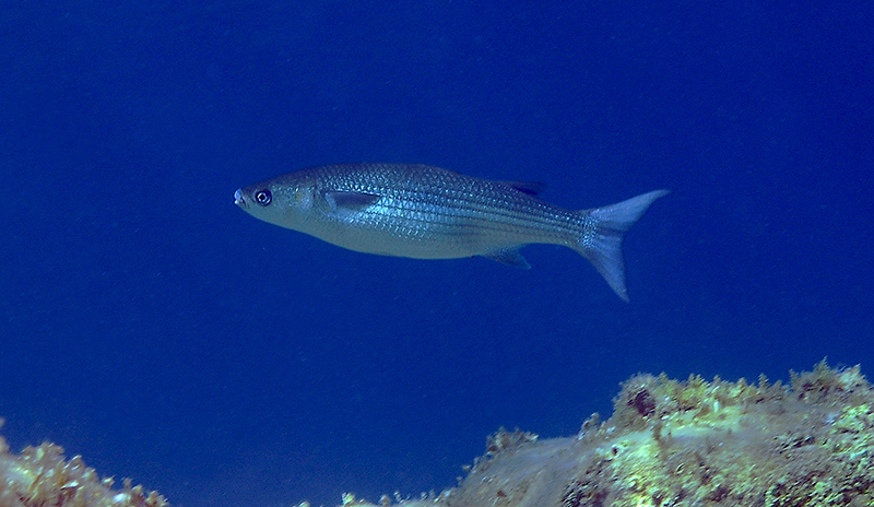 Chelon labrosus da l''Asinara